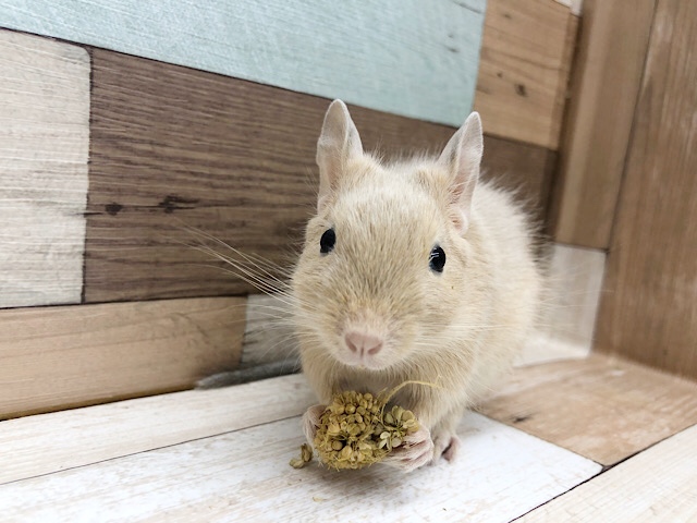 優しい色合いの食いしん坊♡サンドデグーくん