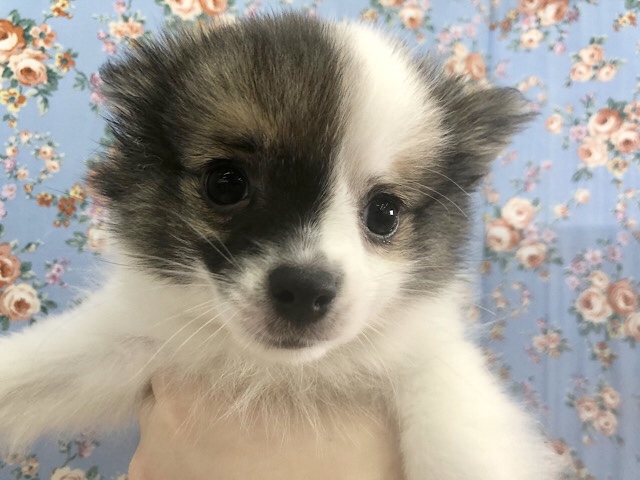 嬉しすぎて後ろ足伸びちゃ〜う♥ミックス犬くん(ポメラニアン×チワワ)