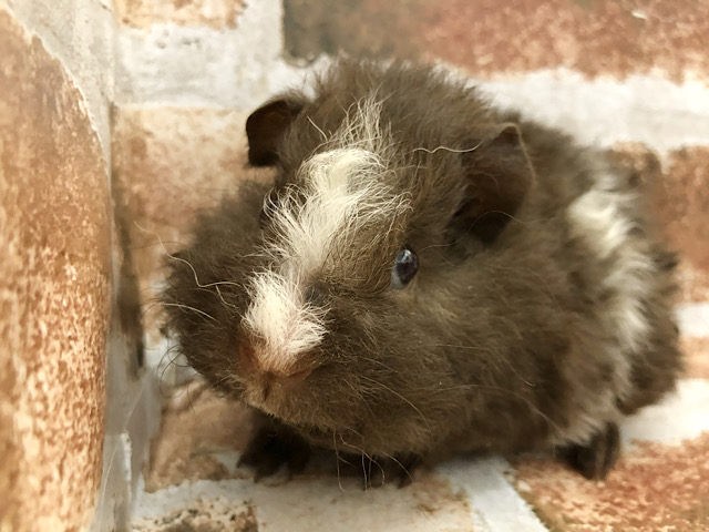 おっと〜りちゃん♥テッセルモルモットちゃん！