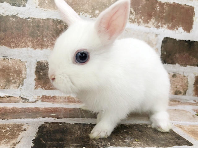 真っ白に見えて実は・・・ネザーランドドワーフくん♡