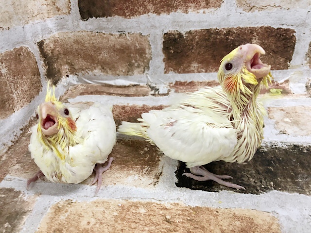 ほっぺが可愛い♥オカメインコヒナ(ルチノー)