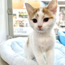 スコティッシュ・フォールド（レッドタビー&ホワイトバン）　2020年12月10日生まれ　男の子