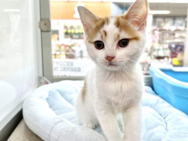 スコティッシュ・フォールド（レッドタビー&ホワイトバン）　2020年12月10日生まれ　男の子