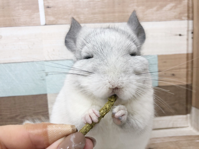 背中に黒豆！？食べる時目が無くなるチンチラくん(パイド)