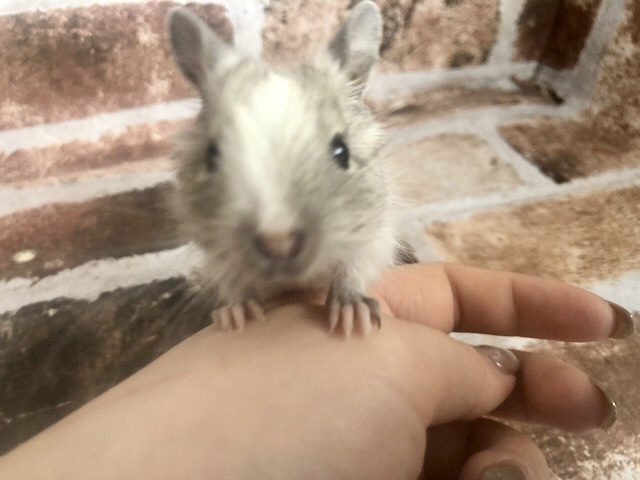 可愛すぎ注意報♥パイドデグーちゃん！