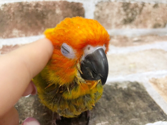 超ホヤホヤ最新画像☆かきかきでうっと〜り♥コガネメキシコインコヒナ♪