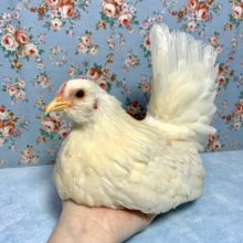 オキナチャボ  女の子 3月20日