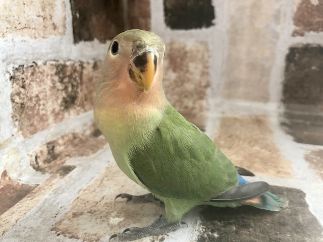 超ホヤホヤ最新画像♪大人になりましてカゴデビュー☆コザクラインコヒナ(ノーマル)