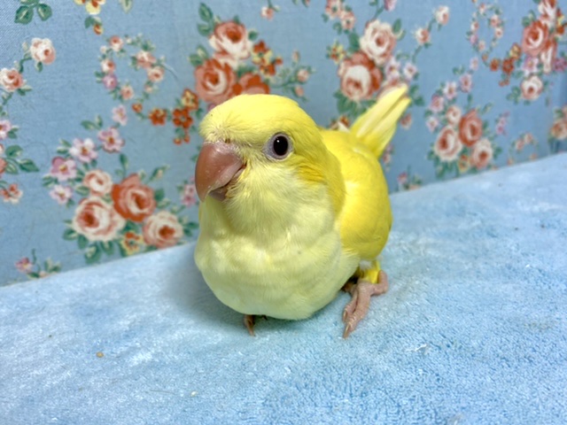 オキナインコ　ルチノー　３月２７日