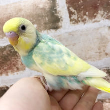 人気の高いカラー♪セキセイインコヒナ(パステルレインボー)