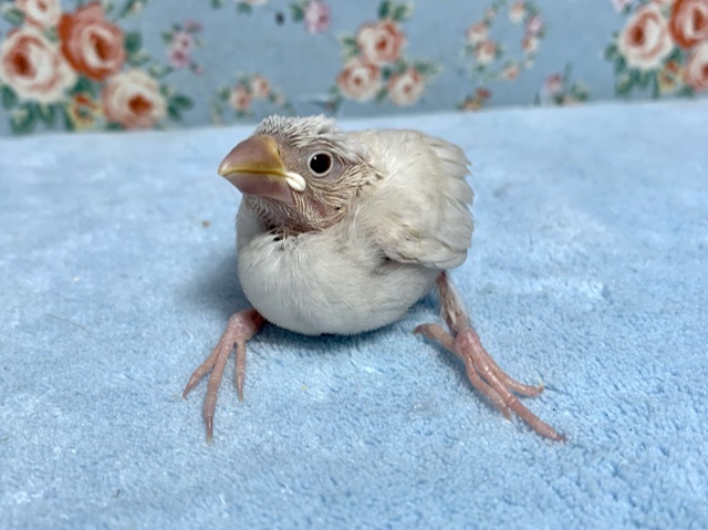 シルバーイノ文鳥　３月２３日