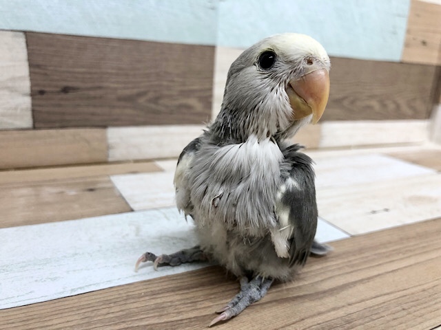 わたわたがチラリ♡コザクラインコヒナ(モーブパイド)