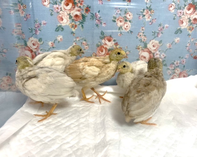 ヒメウズラ　ヒヨコ　5羽　3月31日