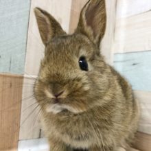 超ホヤホヤ最新画像☆寝方が豪快で可愛い♡ネザーランドドワーフくん(チェスナット)