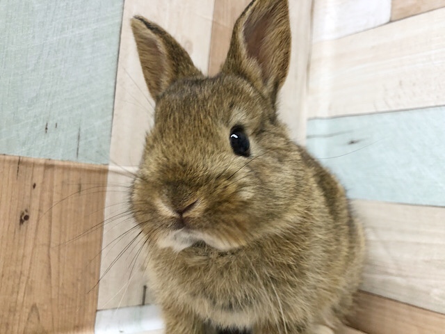 超ホヤホヤ最新画像☆寝方が豪快で可愛い♡ネザーランドドワーフくん(チェスナット)