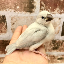 いっぱい食べるよ～♪シルバー文鳥ヒナ♡