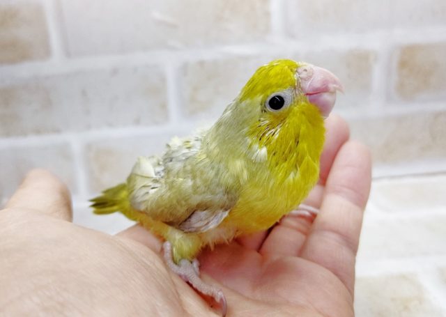 魅力的なカラー　マメルリハ☆パステルオパーリン　2021年03月08日