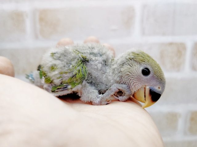 お顔がピンク色になりますよ！　小桜インコ☆ノーマル　2021年03月08日