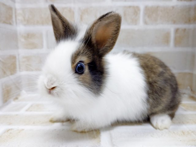 ふさふさ～　ライオンラビット　2021年03月08日