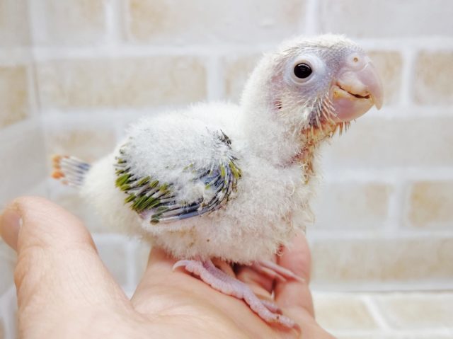 むっちむちボディ！　ウロコインコ☆パイナップル　2021年03月20日