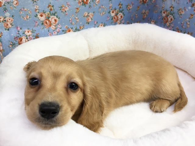 ミニチュア・ダックスフンド（ゴールド）男の子　入舎！！