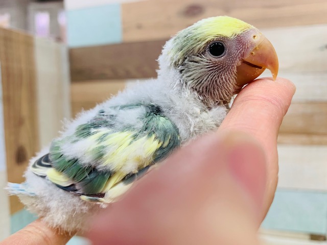カメラ目線?!コザクラインコ(ブルーチェリーパイド)☆