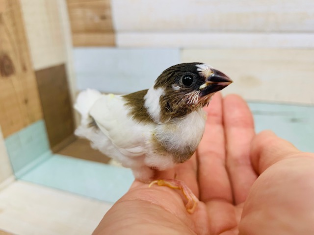 背中を撫でると口が開く?!食いしんぼな十姉妹♪