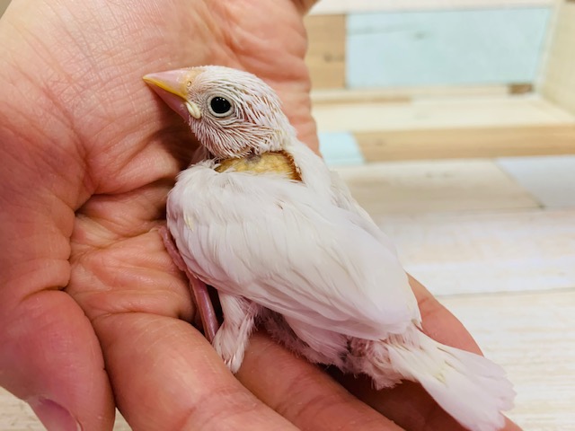真っ白な羽根が人気!白文鳥さん!!
