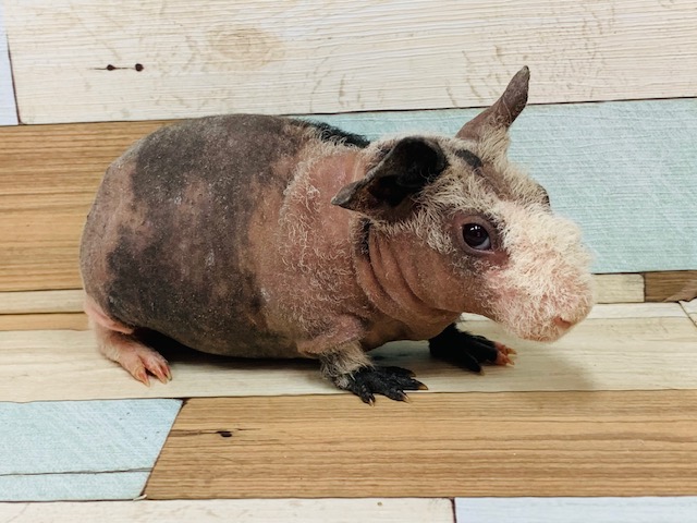 ごはんタイムのお口が可愛い♡スキニーギニアピッグくん☆