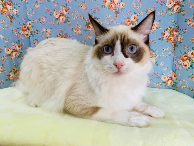 甘えんぼすぎる♡ラグドールくん!!