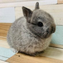 この耳の短さはなかなか見れません!ネザーランドドワーフちゃん♡