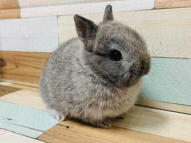 この耳の短さはなかなか見れません!ネザーランドドワーフちゃん♡