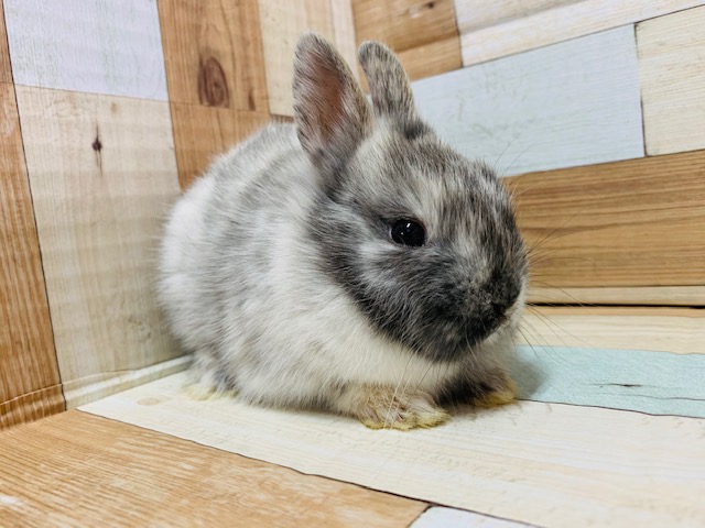 もっちりな体つき♪ネザーランドドワーフちゃん♡