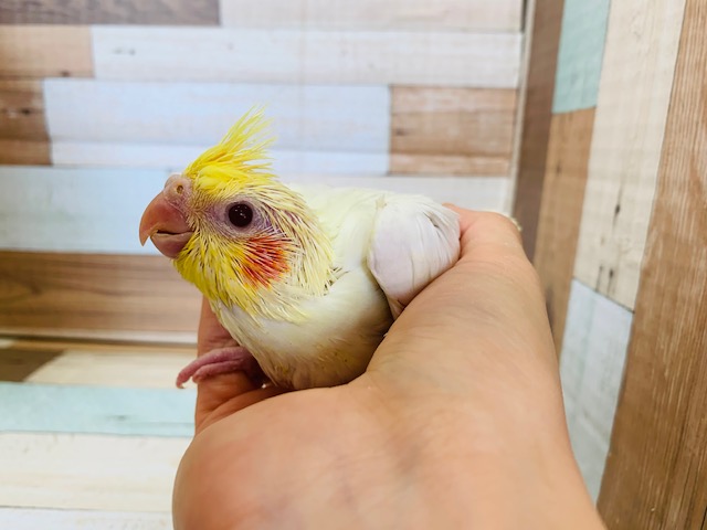 真っ白の羽根がステキ☆オカメインコ(ルチノー)入舎です♪