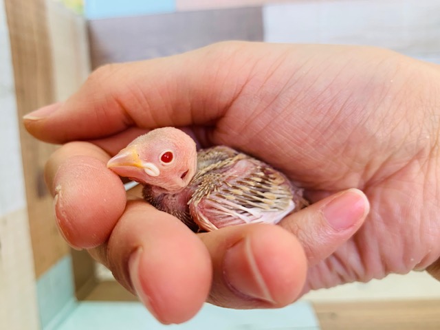 まつど店大人気!!シナモン文鳥入舎です♪