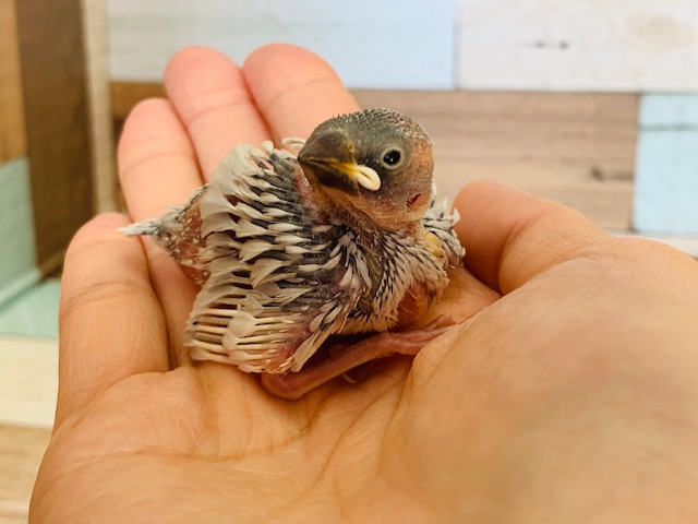 小さいけどたくさん食べます☆シルバー文鳥さん!!