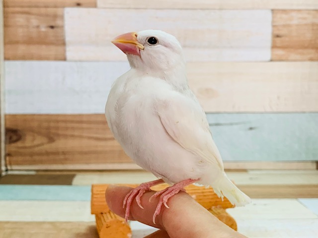 ベタなれになっています！白文鳥さん♪