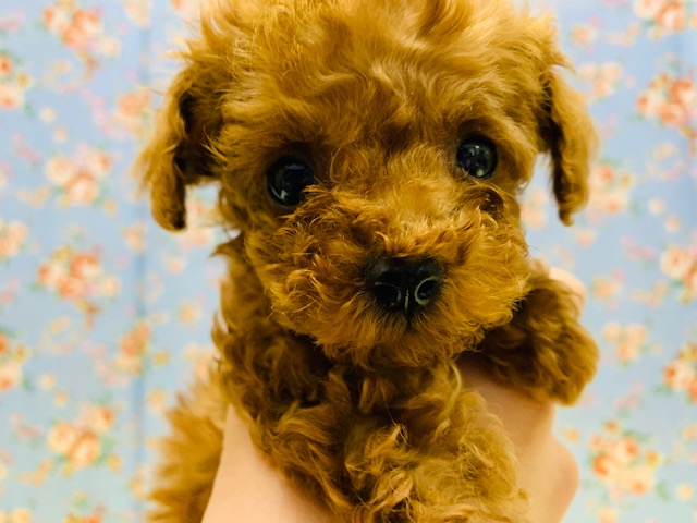 犬舎デビュー☆アイドル?!トイプードルくん♪