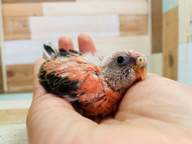 予約受付中☆ごはんもりもり食べます！ローズ秋草インコさん♪