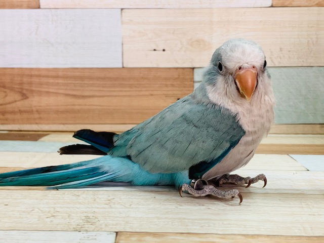 羽根が生えそろいました♡オキナインコ(パステルブルー)☆
