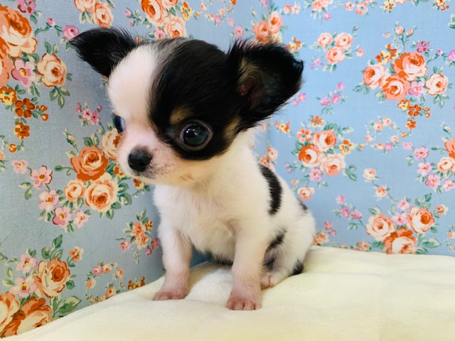 眠たそうな顔が可愛すぎる♡チワワくん入舎です☆