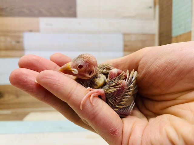 定番人気!!シナモン文鳥入舎しました♪