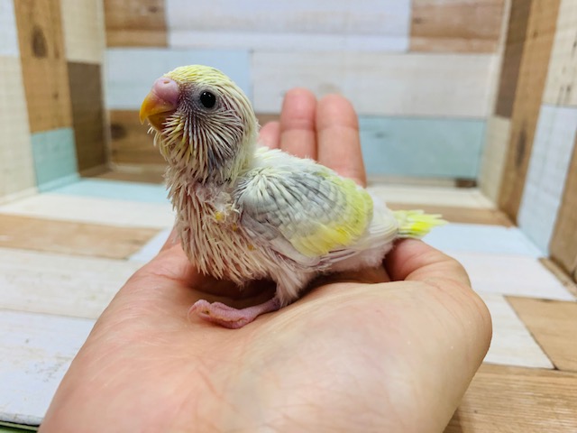 珍しすぎるカラー!!セキセイインコ(スパングルパイドクリーム)♪