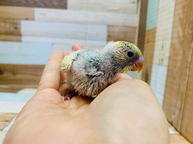 とても元気っコ♪セキセイインコ(クリームパイド)入舎♪