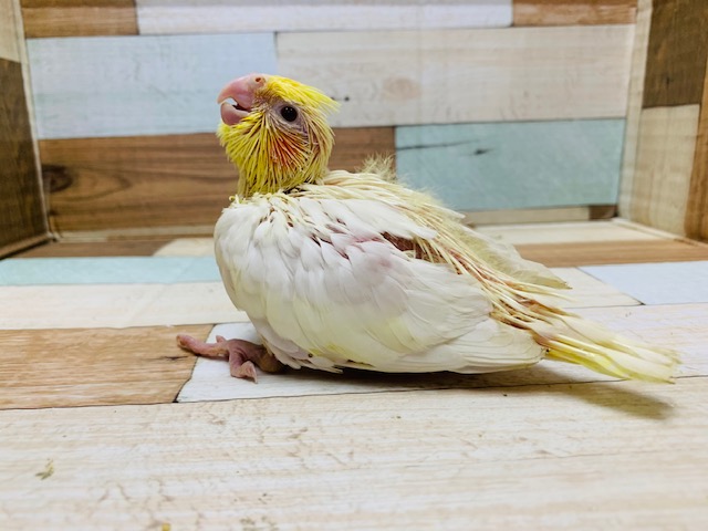 人気カラー！怪獣のような鳴き声のオカメインコ(ルチノー)さん♪