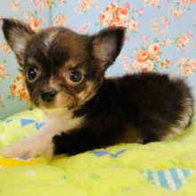 ちっこいチワワくんが入舎していますよ♪