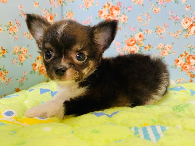 ちっこいチワワくんが入舎していますよ♪