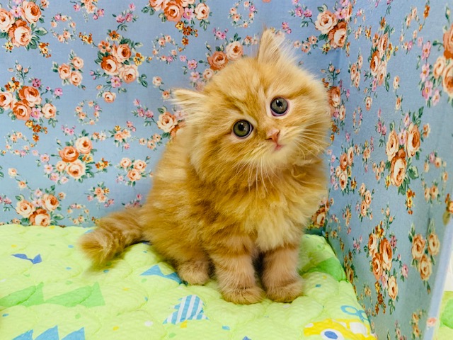 美形のサイベリアンくんが入舎しました☆