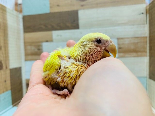 元気色♪コザクラインコ(ルチノーオパーリン)入舎です☆