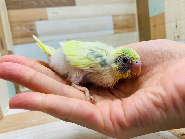 人気カラー☆セキセイインコ(パステルレインボーパイド)♪